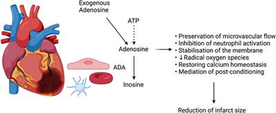 Adenosine in Acute Myocardial Infarction-Associated Reperfusion Injury: Does it Still Have a Role?